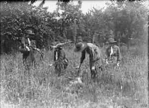 Girl Guides collecting herbs, June 1918’ courtesy of the Imperial War Museum (www.iwm.org.uk ) © IWM (Q 27917)